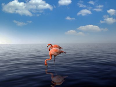 Aruba wildlife flamingos