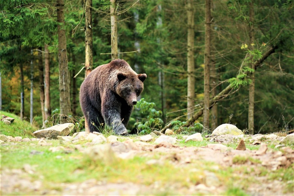Brown Bear, Carpathian Mountains, Romania