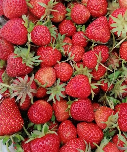 freshly picked strawberries