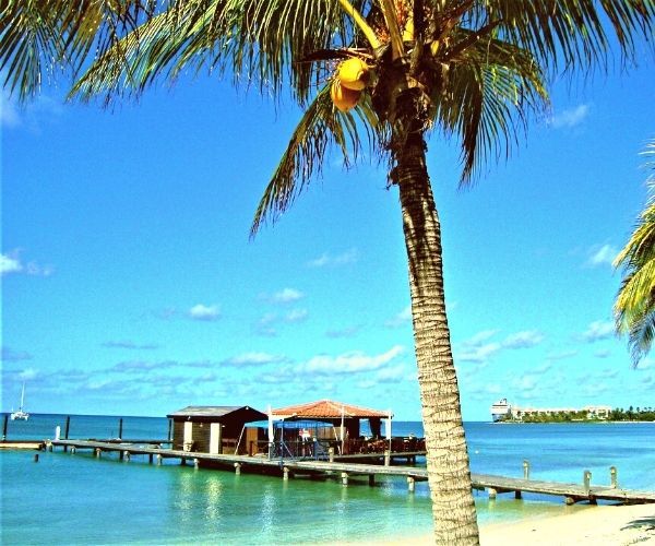 palm tree, pier, cruise ship docked in background, Aruba